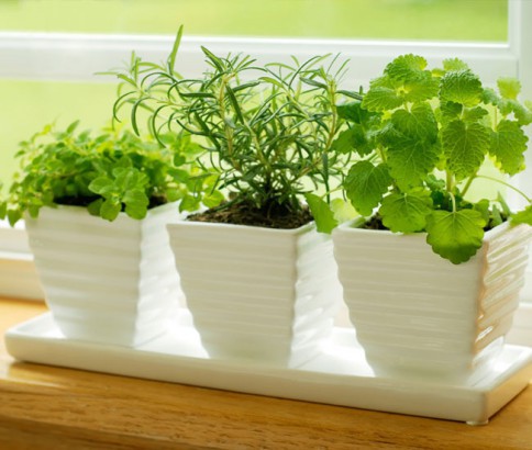 Eco-friendly 101: Introduce some mini greens