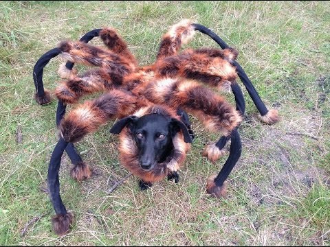 1. Giant Mutant Spider Dog