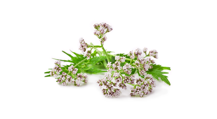 Discover the virtues of the valerian