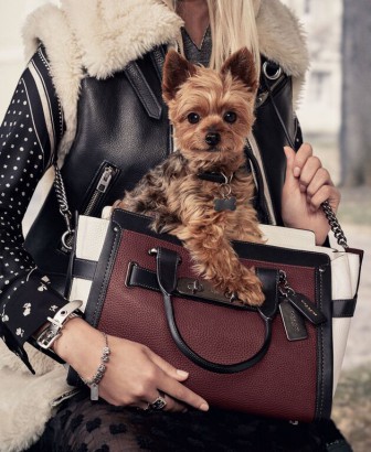 Ariana Grande's Dog Toulouse Stars in Coach's Fall Campaign