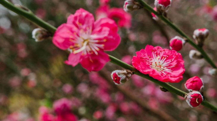 Blossom Beats Floral Display