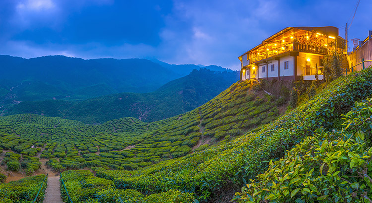 Ultimate Travel Guide: 48 Hours in Cameron Highlands