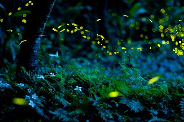 Witness the magic of fireflies