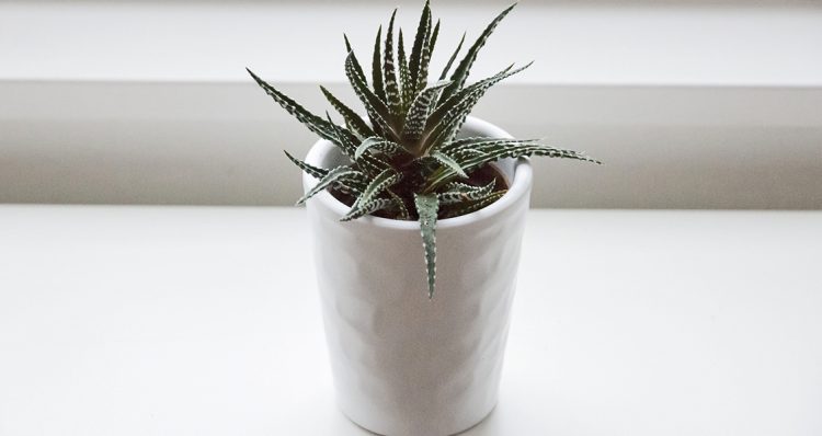 8 Plants To Keep In Your Bedroom For Better Sleep